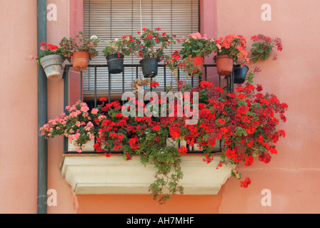 Farbenfrohe rote Geranium pelargoniums in Fensterbox und Blumenausstellungen in Töpfen, die an Geländern hängen, über einen kleinen Fensterbalkon in Tarragona Spanien Stockfoto