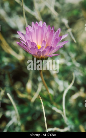 Mojave Aster in Nahaufnahme Stockfoto