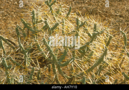 Bleistift Cholla Cactus hautnah Stockfoto