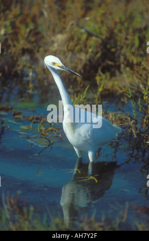 Snowy Egret Angeln Stockfoto