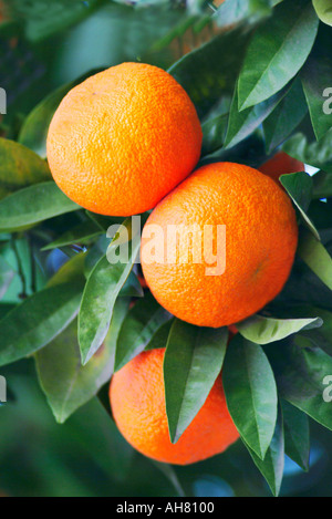 Nahaufnahme von Orangen am Baum mit grünen Blättern Stockfoto