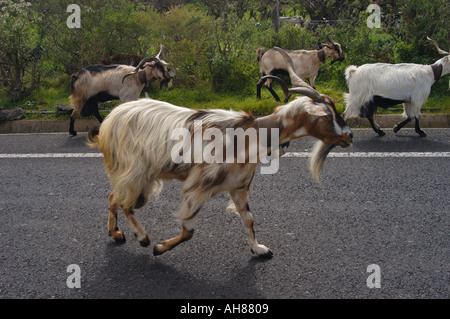 Ziegen auf La Palma-Kanarische Inseln-Spanien Stockfoto