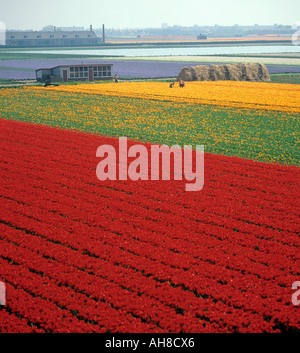 Hellen Bereichen rote und gelbe Tulpen angebaut in Keukenhoff Süd-Holland Stockfoto