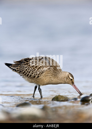 Bar-tailed Uferschnepfe Limosa Lapponica Fütterung in Strand pools Salthouse Norfolk Stockfoto