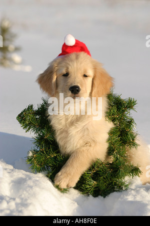 Golden mit Weihnachtsmütze im Schnee mit Kranz Stockfoto