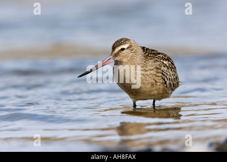 Bar-tailed Uferschnepfe Limosa Lapponica Fütterung in Strand pools Salthouse Norfolk Stockfoto