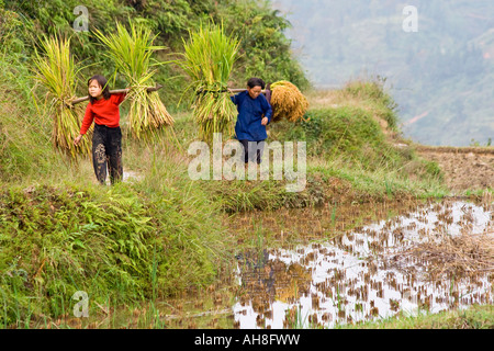 Junge Dong Bauernmädchen und alte Frau Schulter tragen Ernte von den Feldern Zhaoxing China Stockfoto