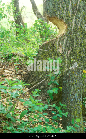 Amerikanischer Biber Schaden an einem Baum Stockfoto