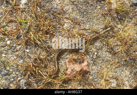 Östlichen Band Schlange Stockfoto