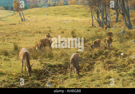 Gruppe des Rotwildes im schottischen Hochland Stockfoto