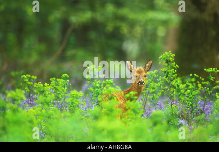 Rehe im Wald mit Bluebell Hintergrund Stockfoto
