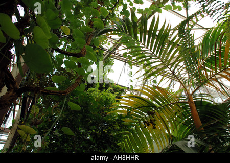 Tropische Pflanzen wachsen im Inneren des Gewächshauses im Hortus Botanicus einer der ältesten botanischen Gärten in Europa Stockfoto