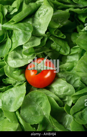 Einzigen Tomate und gekräuselte Salat - full-frame Stockfoto