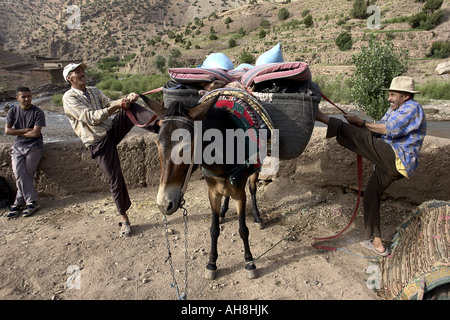 Laden die Maultiere vor dem Abflug Maultier trekking in der Region des hohen Atlas Marokko Stockfoto