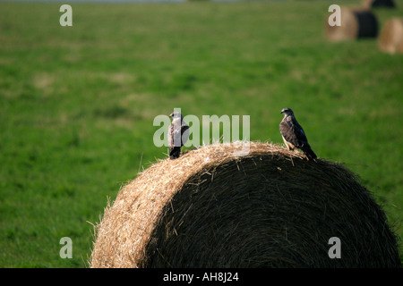 Vögel von Nordamerika Red tailed Hawk Buteo Jamaicensis, sitzen auf einen Ballen gerade für Erdhörnchen Stockfoto