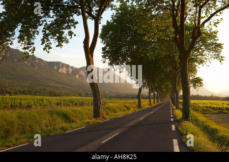 Straße, gesäumt von einer Allee von Bäumen in der Val du Fenouillet-Languedoc-Frankreich Stockfoto