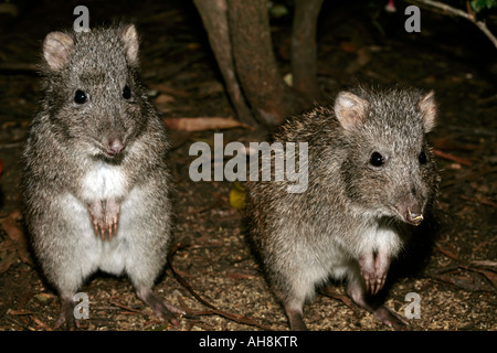 Nahaufnahme der Langnasen-Potoroo-Potorous Tridactylus - Familie Potoroidae Stockfoto