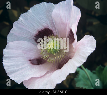 STUDIO STILL LIFE Konzept abstrakten schließen Zentrum sich Schlafmohn mit blass rosa Blütenblätter und tief Mauve von Papaver Somniferum Stockfoto