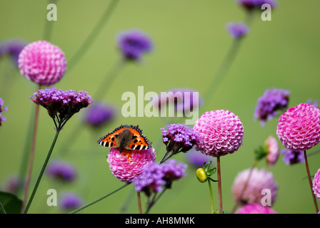 Dahlien und Verbena Bonariensis mit kleiner Fuchs Schmetterling, UK Stockfoto