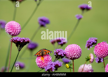 Dahlien und Verbena Bonariensis mit kleiner Fuchs Schmetterling, UK Stockfoto