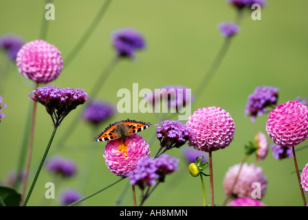 Dahlien und Verbena Bonariensis mit kleiner Fuchs Schmetterling, UK Stockfoto