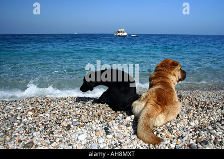 Shar-Pei Sand und schwarze Labrador-Welpe auf dem Sand am Strand liegen Stockfoto
