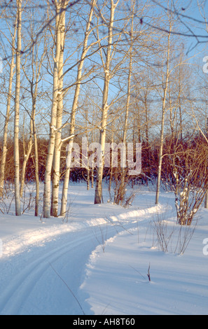 Langlaufloipe in der Nähe von Lake Superior. Ironwood Michigan USA Stockfoto