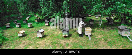 Imker untersucht eine offene Bienenstock verwenden. Altai. Sibirien. Russland Stockfoto