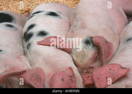 Gloucester alten Stelle Ferkel schlafen im Schweinestall, Portadown, County Armagh, Nordirland Stockfoto