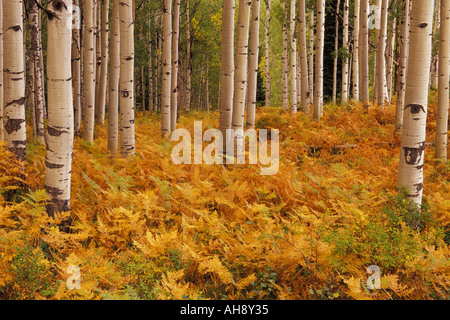 Farne, die während der Herbstsaison in ein Aspen Grove Crested Butte Colorado golden drehen Stockfoto