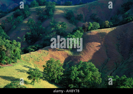 Bäume für die Rolling Hills in Sonoma County, California Stockfoto
