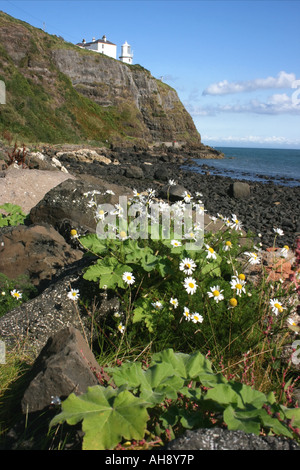 Blackhead Leuchtturm auf der Klippe in der Nähe von Stadt Whitehead, County Antrim, Nordirland Stockfoto