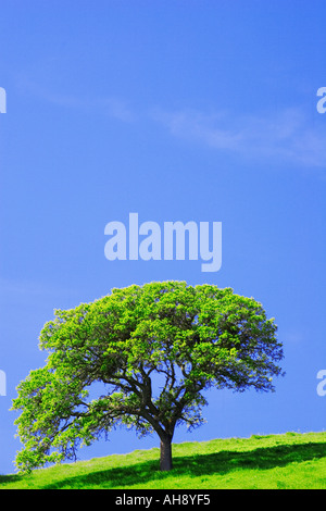 Einsamer Baum auf einem Hügel südlich von Sacramento-Kalifornien Stockfoto