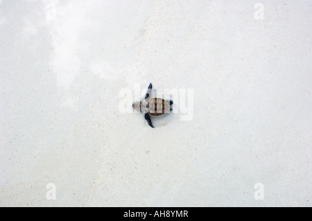 Schildkröten schlüpfen Stockfoto