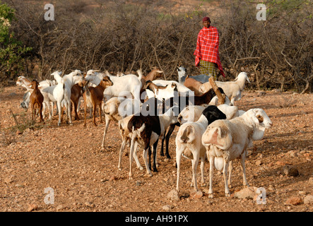 Ein Samburu Mann mit eine gemischte Herde von Schafen und Ziegen in der Nähe von Samburu National Reserve Kenia in Ostafrika Stockfoto