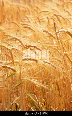 Gerstenfeld Stockfoto