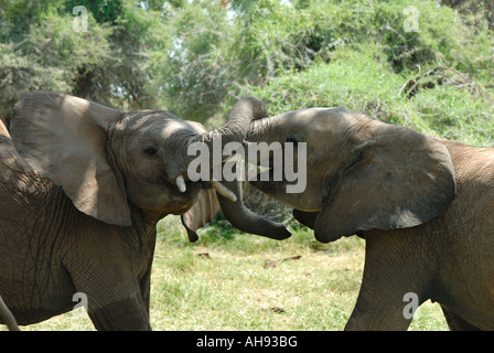 Junge männliche Elefanten spielen kämpfen in Samburu National Reserve Kenia in Ostafrika Stockfoto