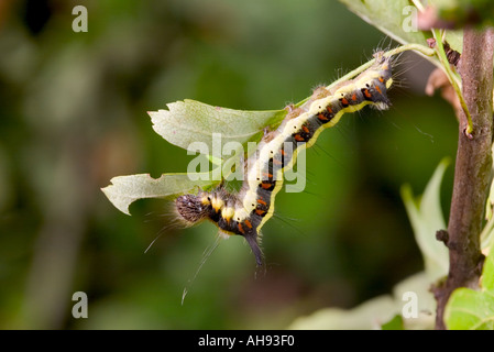 Grey Dolch Acronicta Psi Larve auf Eichenblatt Potton Bedfordshire Stockfoto