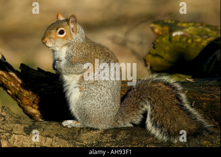 Grau-Eichhörnchen (Sciurus Carolinensis) sitzend auf Baumstamm Lee Valley park Hertfordshire Stockfoto