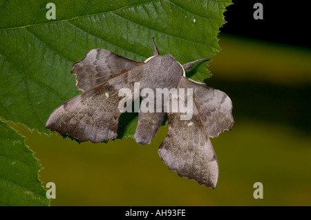 Pappel HawkMoth Laothoe Populi ruht auf Blatt Potton Bedfordshire Stockfoto