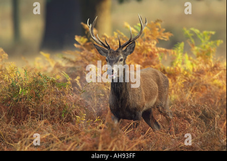 Junge rote Rotwild Hirsch Cervus Elaphus in der Brunft Saison Richmond Park in London Stockfoto