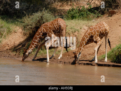 Zwei Giraffen retikuliert trinken am Ufer des Flusses Uaso Nyiro Samburu National Reserve Kenia in Ostafrika Stockfoto