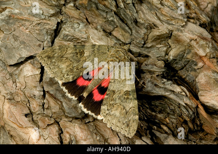 Rot Underwing Catocala Nupta auf Baumstamm zeigt Rote Hirschkuh Flügel Potton Bedfordshire Stockfoto