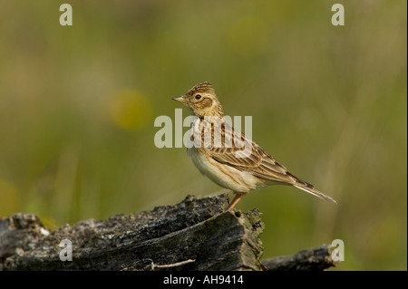 Feldlerche Alauda Arvensis thront auf umgestürzten Baum Potton Bedfordshire Stockfoto