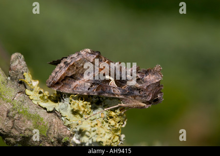 Silber y Motte Autographa Gamma auf Lichin bedeckt Zweig Potton Bedfordshire Stockfoto