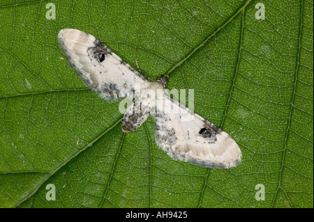 Kalk-Speck Mops Eupithecia Centaureata ruht auf Blatt Potton Bedfordshire Stockfoto