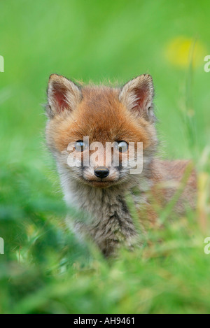 Sehr junge Fox Cub Vulpes Vulpes Blick Warnung in Grass mit gelben Blüten im Hintergrund Potton Bedfordshire Stockfoto