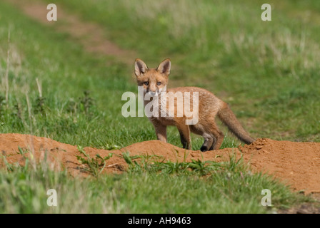 Fox Cub Vulpes Vulpes alert Ant Eingang zur Erde Potton Bedfordshire suchen Stockfoto