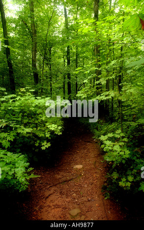 Pathway leading into deep green forest Surreal Stockfoto