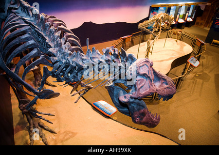 ILLINOIS Rockford Dinosaurier-Skelette auf dem Display Jane junge Tyrannosaurus Rex Burpee Museum Innenraum Stockfoto